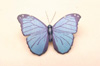 Blue Morpho butterfly, thumbnail view