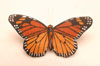 Monarch butterfly, thumbnail view